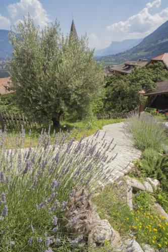 a garden with purple flowers and an olive tree at Hotel Kassian in Lagundo