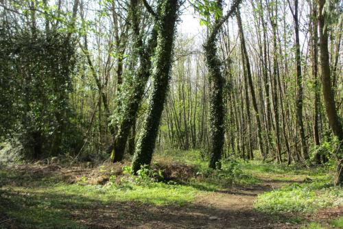 a path in the woods with trees and grass at Camping Vieilles Charrues Petit-déjeuner navette et priscine inclus dans le prix proche Carhaix in Motreff