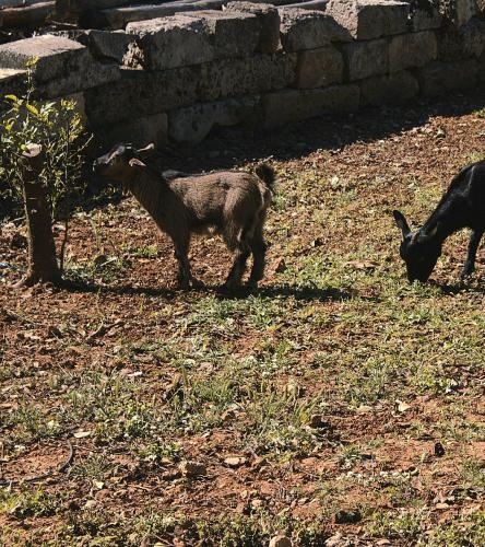 a baby goat standing in the grass in a field at Tenuta Ferraro Gallipoli in Gallipoli