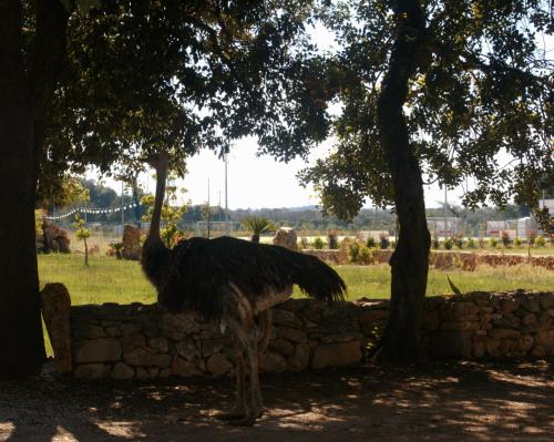 an ostrich standing next to a stone wall at Tenuta Ferraro Gallipoli in Gallipoli