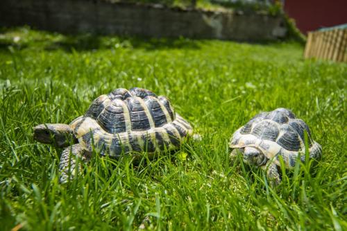 two turtles sitting in the grass in the grass at Wellness- und Schneesporthotel Christiania in Saas-Almagell