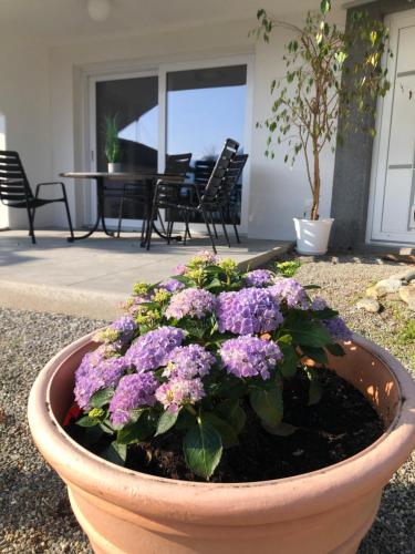 a flower pot filled with purple flowers in front of a house at Vergiss mein nicht in Grinzens