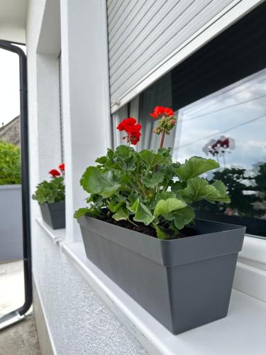 a window planter with red flowers on a window sill at Apartman Maja in Srbobran