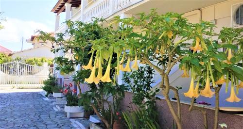 a bunch of yellow flowers hanging from a building at Eleni Apartments Sant George Beach in Agios Georgios