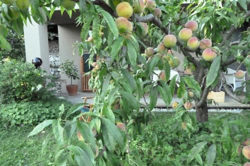 an apple tree with lots of apples on it at B&B Rosenrot in Eichberg