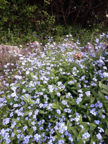 a bunch of blue flowers in a garden at B&B Rosenrot in Eichberg