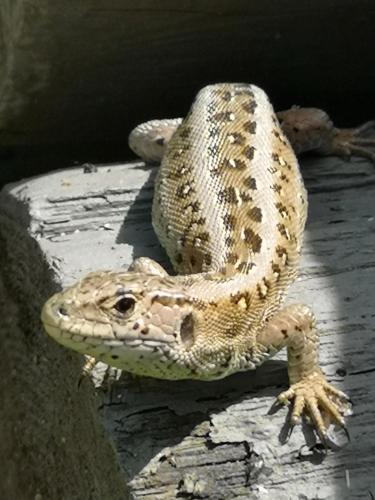 Zvířata v prázdninového domu nebo okolí