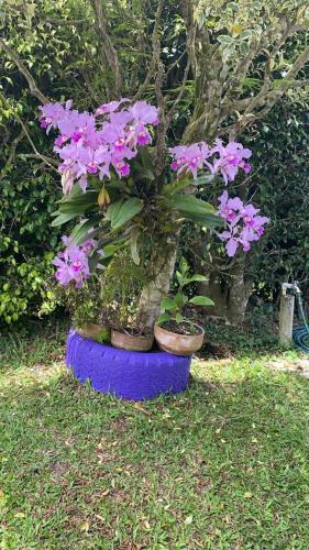 a bunch of purple flowers in a blue pot at CHALET SANTORINI in Calima