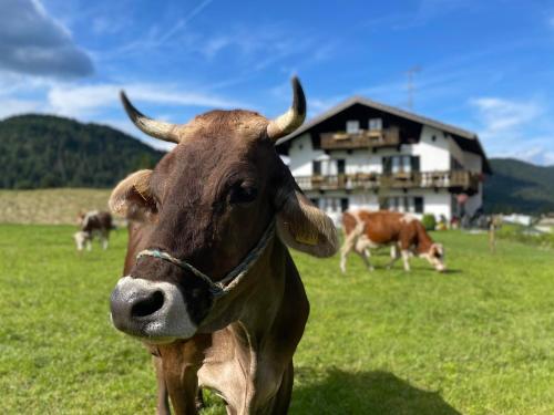 a brown cow is standing in a field at Hacklhof in Wallgau