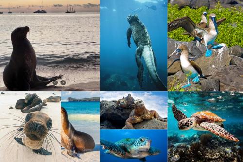 Basen w obiekcie Moonlight, Galápagos lub w pobliżu