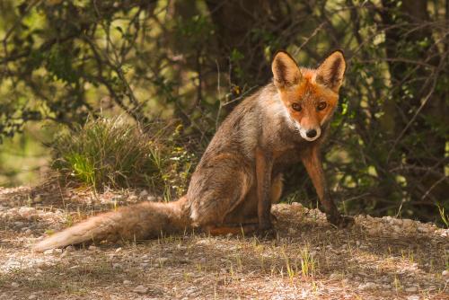 a fox sitting on the ground in the grass at Casa Rural Los Parrales in El Tranco