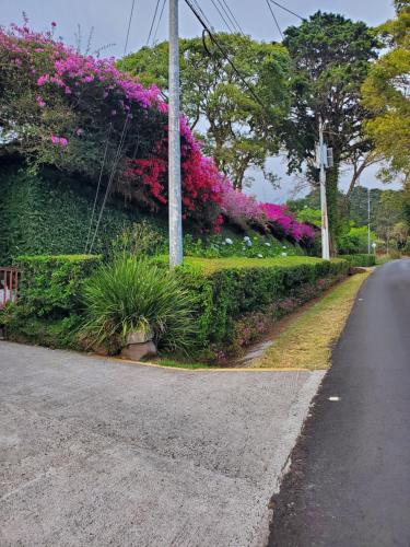 a road with pink flowers on a hedge at Finca Paraiso Mountain Retreat near San Jose Airport in Birrí