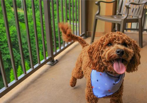a brown dog walking down a sidewalk next to a fence at Camelback Resort in Tannersville
