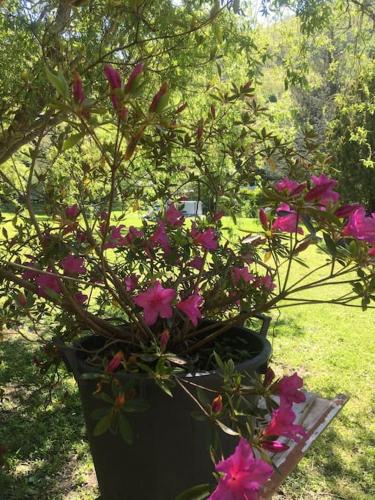 a large black pot with pink flowers in it at Welcome in Toscana in Polcanto