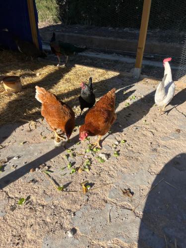 un grupo de pollos parados en el suelo en Casa Rural Finca Juanamare, en Yecla