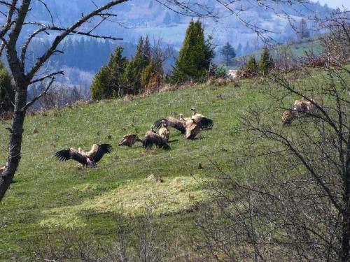 Animales en la casa o chalet o alrededores