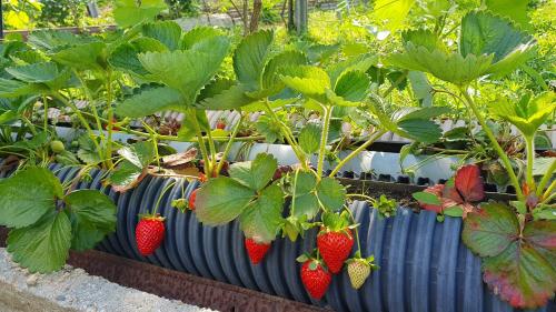 a row of strawberry plants in a garden at Casa Caminho da Ponte in Monção