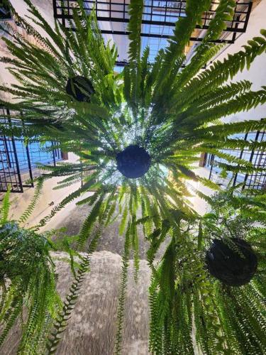 a view of a palm tree in a building at The Palm- A Luxury Villa in Retalhuleu