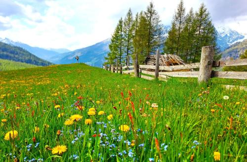 a person standing on a hill in a field of flowers at Appartement Seppenbauer - Seppenbauerhof in Heiligenblut