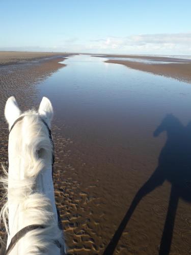 a horse laying on the beach with its shadow at The annex theddlethorpe Lincolnshire in Theddlethorpe Saint Helen