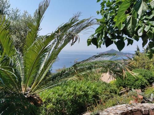 a palm tree with the ocean in the background at Villa Rubis-vue mer à couper le souflle in Saint-Raphaël