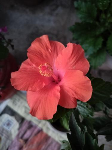 a red flower in a vase on a table at Sharda Stay's Binsar Himalayas in Almora