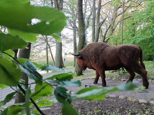 a brown bull walking down a path in the woods at MoryńApartments in Moryń