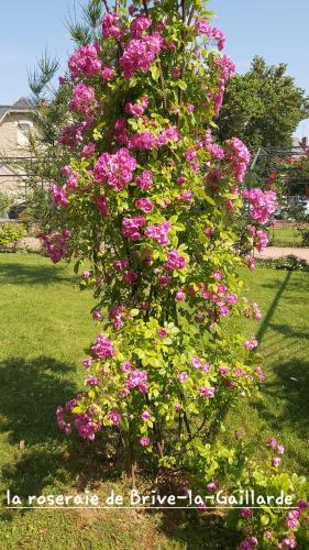 a bush filled with pink flowers in a yard at Chambre climatisée au cœur de brive avec téléviseur connecté wifi Netflix in Brive-la-Gaillarde