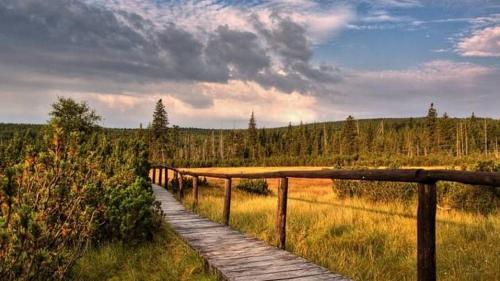 a wooden boardwalk in the middle of a field at Chalupa pod Modřínem in Kořenov