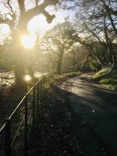 a foggy road with trees and the sun shining at Historic school room in Helston