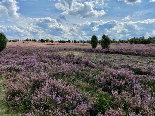 a field of lavender with trees in the background at Ahrentschildt's Ferienwohnung im Reetdachhaus in Eyendorf