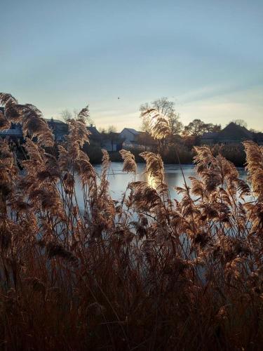 a field of tall grass next to a body of water at Apartmá U rybníčku in Dolní Dunajovice