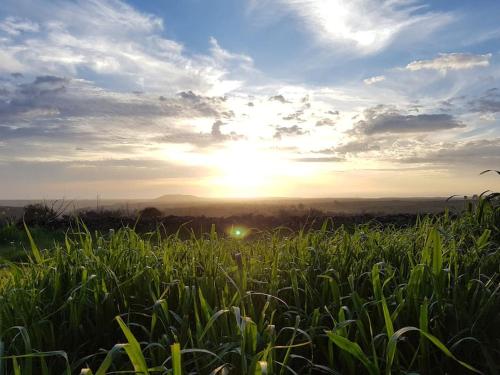 a field of tall grass with the sunset in the background at Portico Montiferru in Scano Montiferro