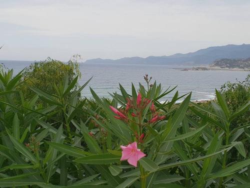 a pink flower in the middle of green plants at Portico Montiferru in Scano Montiferro