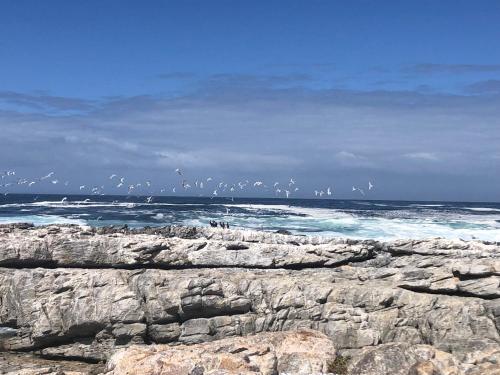 a flock of birds flying over the ocean at 43 WHALE ROCK ESTATE in Hermanus