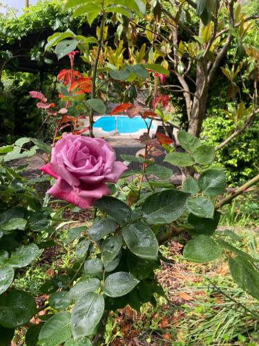 a pink rose is growing in a garden at El Cau de Cal Quimet in Rialp
