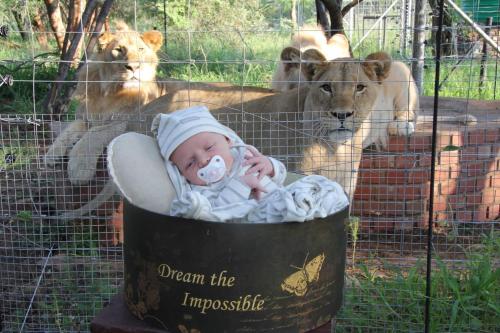 a baby in a bucket in front of two lions at Simba Safaris African Pride Exotic Lodge in Lephalale