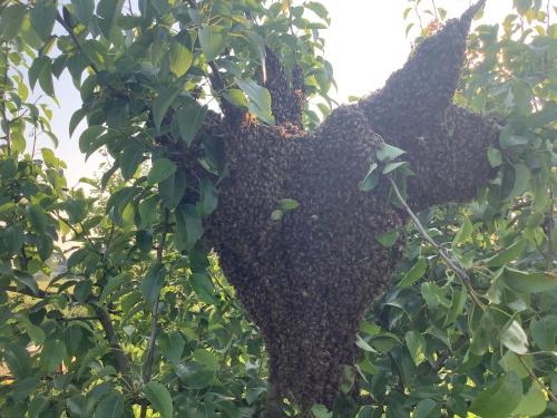 a swarm of bees hanging from a tree at B&B Lattemiele in Fontanellato