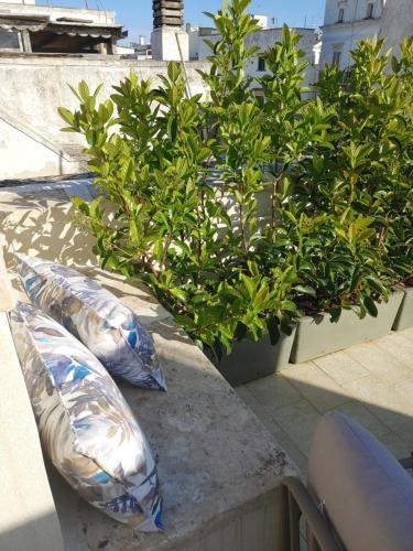 two pillows sitting on a ledge next to plants at ROSSINI GUEST HOUSE in Martina Franca