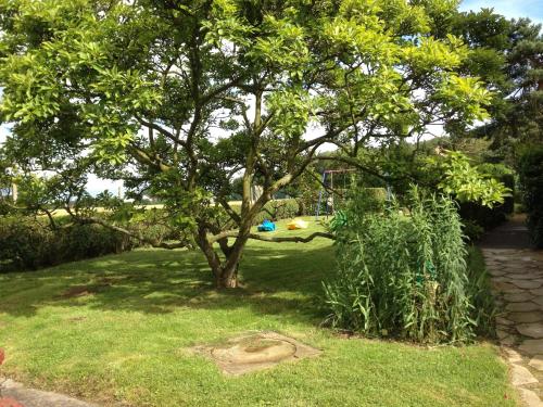a tree in the middle of a yard at Le Chant Des Oiseaux in Magny-les-Hameaux