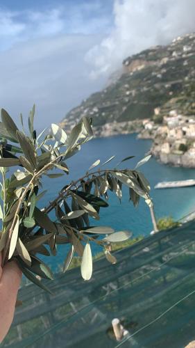 a person holding a plant in front of a body of water at Casa San Michele in Minori