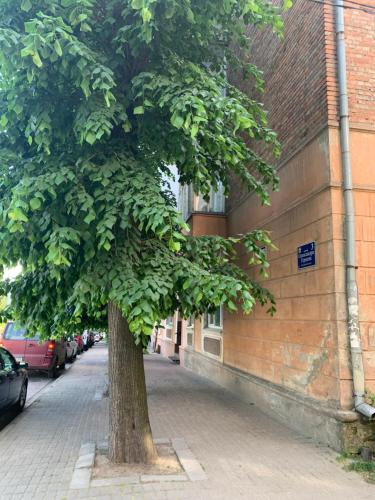 Ein Baum auf einem Bürgersteig neben einem Gebäude in der Unterkunft VEL ЛЮКС in Czernowitz