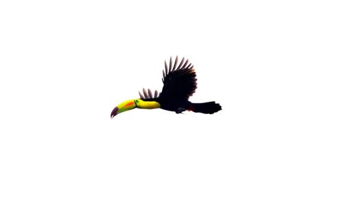 an image of a bird flying in the sky at Cabañas Ecobiosfera in Catemaco