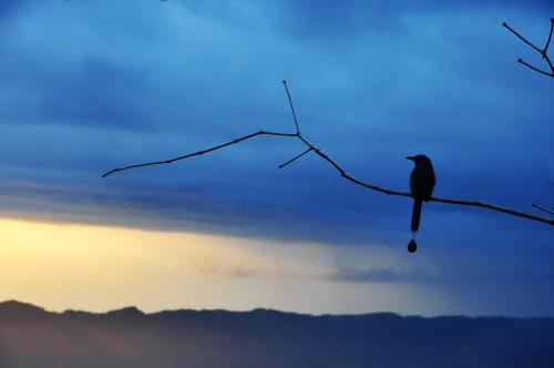 a bird sitting on a tree branch at sunset at Cabañas Ecobiosfera in Catemaco