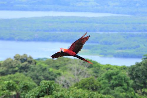 a red bird flying in the air over trees at Cabañas Ecobiosfera in Catemaco