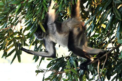 a monkey is hanging from a tree branch at Cabañas Ecobiosfera in Catemaco