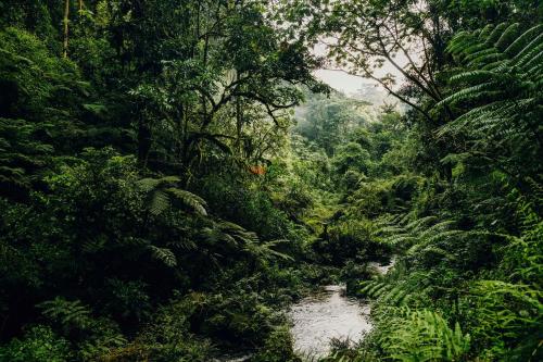One&Only Nyungwe House – Photos 5