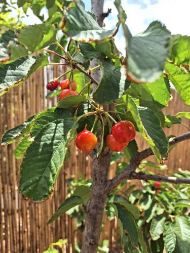 Un jardín fuera de בריאה אירוח בטבע
