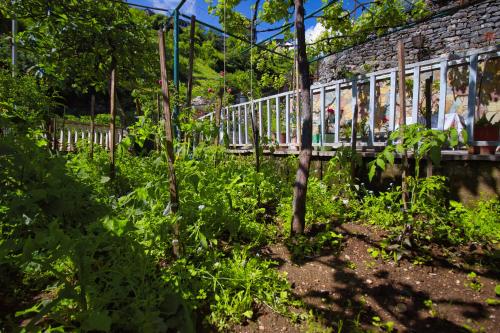 a garden with some plants and a train at Grandma's Home in Gjirokastër