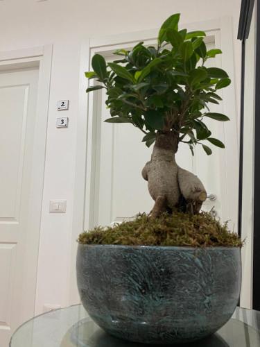 un bonsaï assis au-dessus d'une table en verre dans l'établissement La Maison Derrière, à Tropea